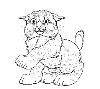 Cats 11
